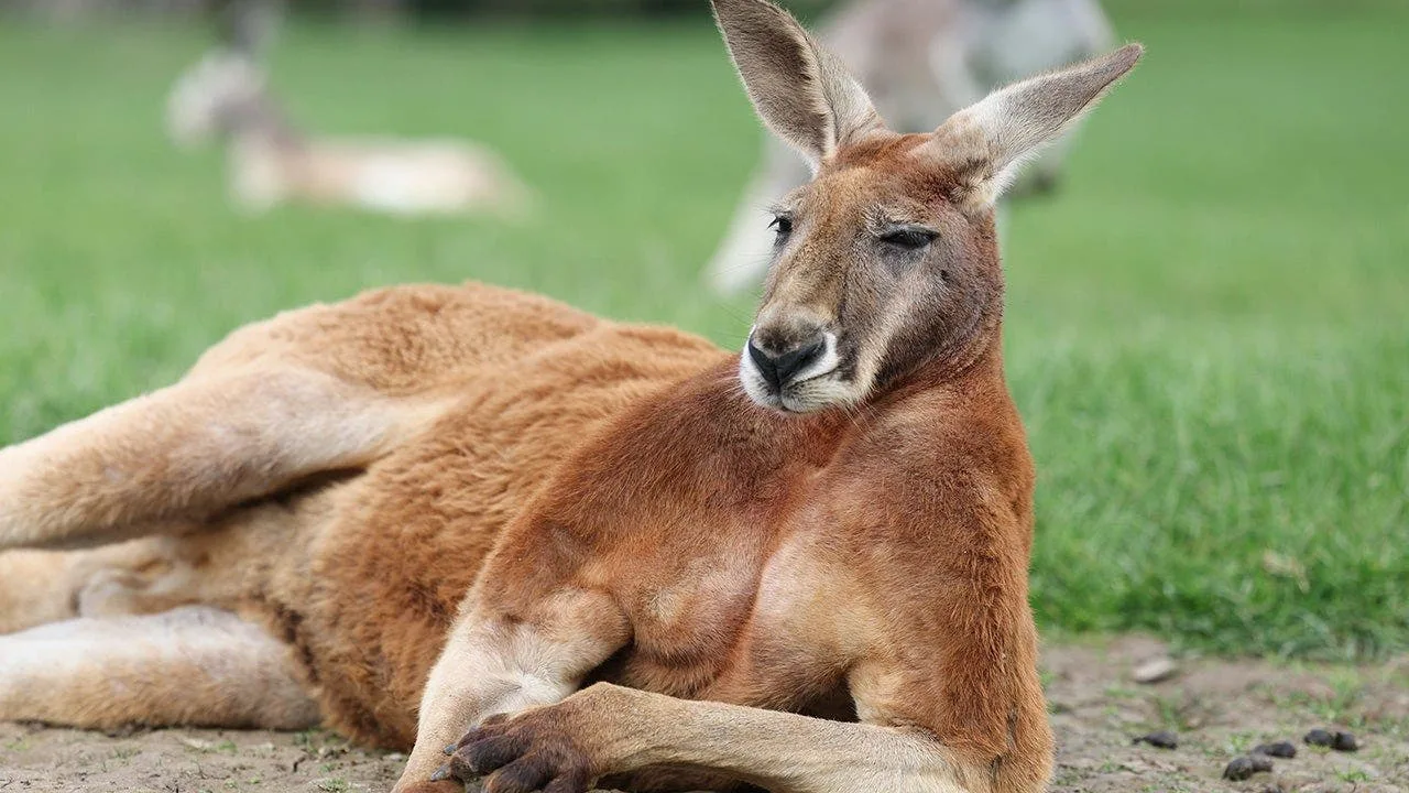 Viral Video Captures Intense Kangaroo Brawl in Australian Backyard