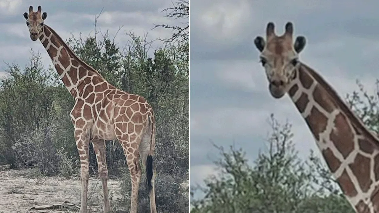 Missing 1,200-Pound Giraffe Gracie Located After Two-Week Search in Texas Hill Country