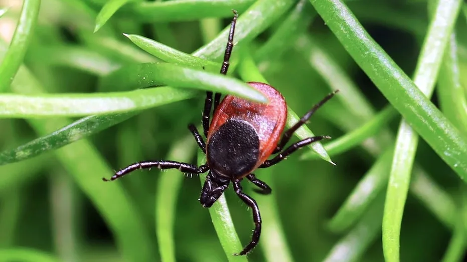Rare Tick-Borne Powassan Virus Cases Reach Record Highs in US, Posing Deadly Threat