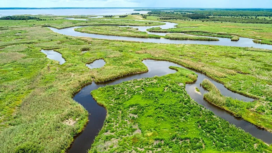 Fatal Alligator Attack in Central Florida Follows Weekend of Incidents, Officials Urge Caution
