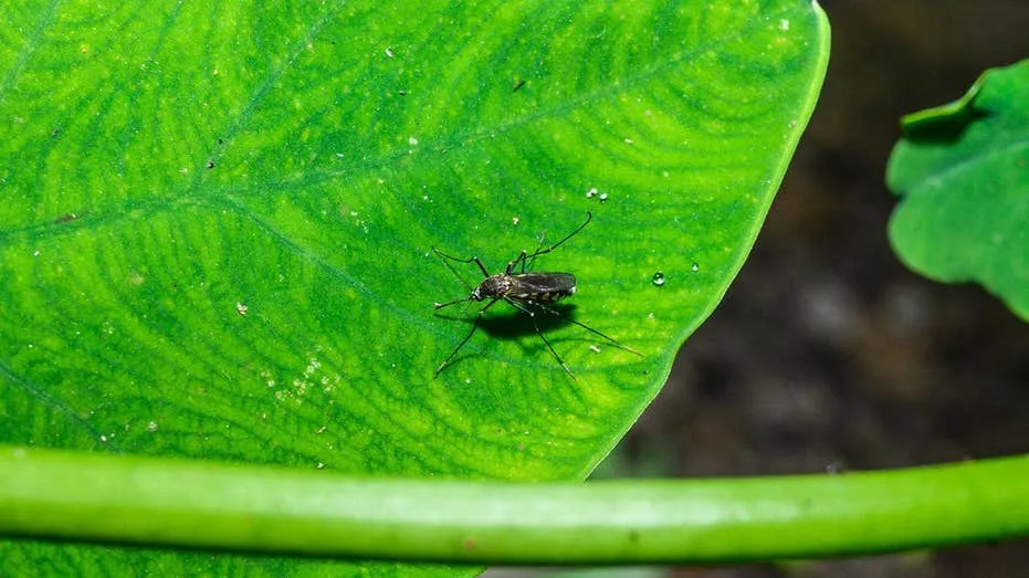 West Nile Virus Detected in Nashville Mosquitoes for First Time This Season, Officials Urge Caution