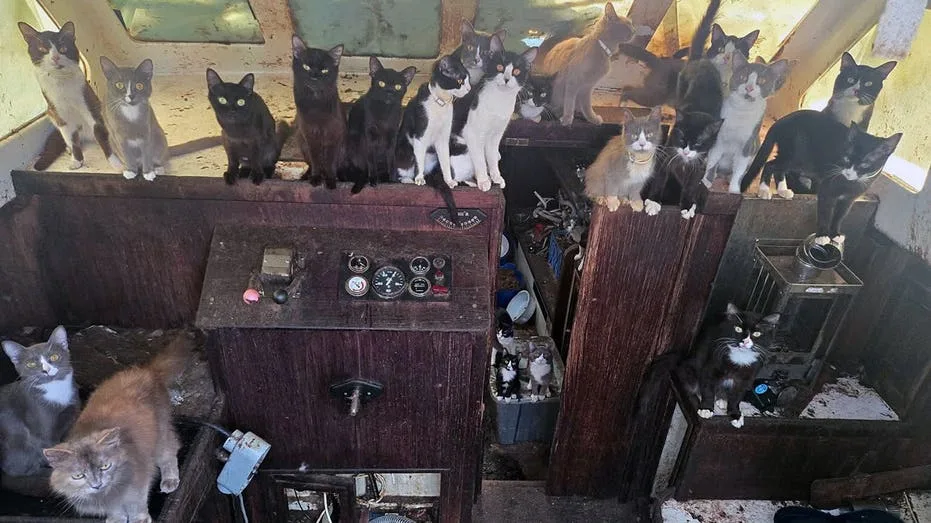 Sixty Cats and Kittens Rescued from Abandoned Sailboat Off Washington Coast After Week-Long Operation